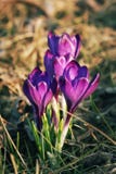 Crocus colorés en tant que symbole tôt de ressort image libre de droits Crocus colorés en tant que symbole tôt de ressort image libre de droits