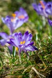Crocus on a famous field of crocuses in Chocholow Valley stock image Crocus on a famous field of crocuses in Chocholow Valley stock image