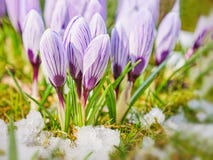Crocus, flowering plants, bunch of crocuses, meadow full of crocuses Stock Photos Crocus, flowering plants, bunch of crocuses, meadow full of crocuses Stock Photos