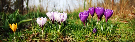 Crocus Flowers Stock Photos Crocus Flowers Stock Photos