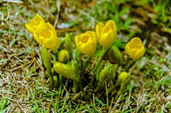 Crocuses - very beautiful spring flowers royalty free stock photo Crocuses - very beautiful spring flowers royalty free stock photo