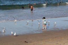 Cronulla το παραλία-μικρό παιδί που παίζεται με seagulls στοκ εικόνα Cronulla το παραλία-μικρό παιδί που παίζεται με seagulls στοκ εικόνα
