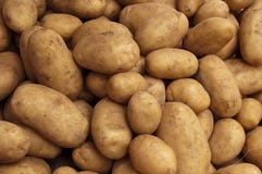 Crop of Farm Potatoes