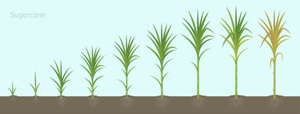 Stalks Sugar Cane Clipart And Illustrations Stalks Sugar Cane Clipart And Illustrations