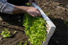 Crop view of man hands taking young fresh lettuce for plant it royalty free stock photo Crop view of man hands taking young fresh lettuce for plant it royalty free stock photo