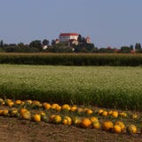 Crops On Fields Before Harvest