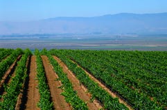 Crops Growing In California Royalty Free Stock Photography Crops Growing In California Royalty Free Stock Photography