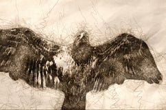 Croquis de jeune Eagle Flying chauve dans le ciel bleu photographie stock Croquis de jeune Eagle Flying chauve dans le ciel bleu photographie stock