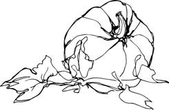 Croquis de potiron mûr sur le fond blanc illustration stock Croquis de potiron mûr sur le fond blanc illustration stock