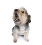 Cross Breed dog in front of white background