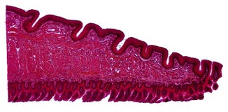 Cross section cut under the microscope – microscopic view of animal cells for education stock image Cross section cut under the microscope – microscopic view of animal cells for education stock image
