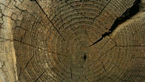 Cross-section of the tree trunk of an old wooden house. stock image Cross-section of the tree trunk of an old wooden house. stock image
