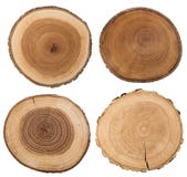Cross section of tree trunk isolated on white. royalty free stock photos Cross section of tree trunk isolated on white. royalty free stock photos