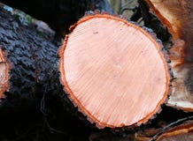 Cross section of wood, closeup royalty free stock photography Cross section of wood, closeup royalty free stock photography