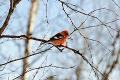 Crossbill στοκ φωτογραφία με δικαίωμα ελεύθερης χρήσης Crossbill στοκ φωτογραφία με δικαίωμα ελεύθερης χρήσης