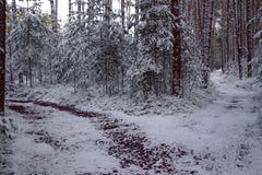Crossroads, pines, piceas - winter time royalty free stock images Crossroads, pines, piceas - winter time royalty free stock images