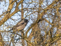 The crow sits on a beautiful picturesque branchy tree without leaves in early spring stock images The crow sits on a beautiful picturesque branchy tree without leaves in early spring stock images