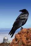 Crow on top of the world