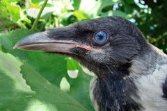 Crow. young crow close-up. raven chick