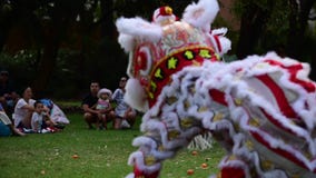 Two Chinese Lion dragon dancing during Chines New Year Holiday celebration