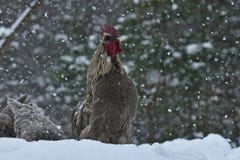 Crowing Rooster And Chickens Of Old Resistant Breed Hedemora From Sweden On Snow In Wintery Landscape. Stock Photos