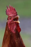 Crowing rooster with lifted head