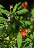 Crown Of Thorns Euphorbia Stock Photography Crown Of Thorns Euphorbia Stock Photography