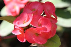 Crown of thorns flower in the garden stock photo Crown of thorns flower in the garden stock photo