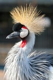 Crowned Crane Stock Photography