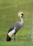 Crowned Crane Royalty Free Stock Photo