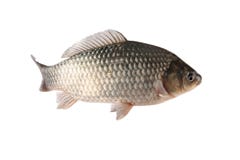 Crucian carp stock photos Crucian carp stock photos