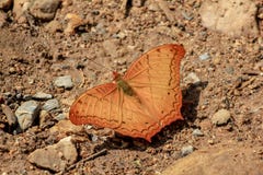 Cruzador comum da borboleta na natureza foto de stock Cruzador comum da borboleta na natureza foto de stock