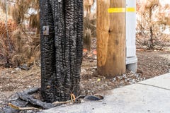 Crying into the Viewfinder: One Month After the 2017 Sonoma County Wildfires stock image Crying into the Viewfinder: One Month After the 2017 Sonoma County Wildfires stock image