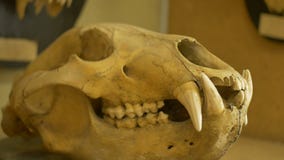 Cráneo de un lobo Cráneo de un lobo