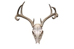 crâne de cerfs communs crâne de cerfs communs