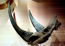 Crâne et horne de rhinocéros photo libre de droits Crâne et horne de rhinocéros photo libre de droits