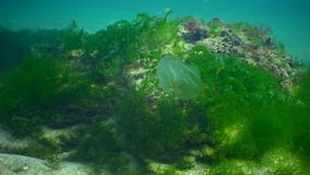 Ctenophores, envahisseur prédateur de méduses de peigne vers la Mer Noire, méduse Beroe ové, Mnemiopsis de voracité leidy banque de vidéos Ctenophores, envahisseur prédateur de méduses de peigne vers la Mer Noire, méduse Beroe ové, Mnemiopsis de voracité leidy banque de vidéos