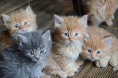 Cuatro pequeños gatitos lindos imagen de archivo libre de regalías Cuatro pequeños gatitos lindos imagen de archivo libre de regalías