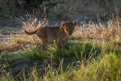 Cub λιονταριών στη χλόη που κοιτάζει επίμονα στη κάμερα στοκ φωτογραφίες με δικαίωμα ελεύθερης χρήσης Cub λιονταριών στη χλόη που κοιτάζει επίμονα στη κάμερα στοκ φωτογραφίες με δικαίωμα ελεύθερης χρήσης
