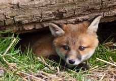 cub κόκκινο αλεπούδων