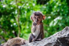Cub τα fascicularis Macaca που κάθονται σε έναν βράχο και τρώνε Πίθηκοι μωρών στα Phi Phi νησιά, Ταϊλάνδη στοκ εικόνες Cub τα fascicularis Macaca που κάθονται σε έναν βράχο και τρώνε Πίθηκοι μωρών στα Phi Phi νησιά, Ταϊλάνδη στοκ εικόνες