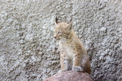 Cub των βόρειων λυγξ, παίζεται στα βήματα, ένα εγκαταλειμμένο κτήριο στη Σιβηρία στοκ εικόνες Cub των βόρειων λυγξ, παίζεται στα βήματα, ένα εγκαταλειμμένο κτήριο στη Σιβηρία στοκ εικόνες