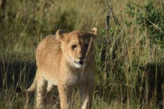 cub χαριτωμένο λιοντάρι στοκ εικόνες cub χαριτωμένο λιοντάρι στοκ εικόνες
