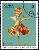 CUBA - CERCA DE 1971: O selo postal impresso em Cuba mostra a orquídea Vanda tricolor, orquídeas da série foto de stock royalty free CUBA - CERCA DE 1971: O selo postal impresso em Cuba mostra a orquídea Vanda tricolor, orquídeas da série foto de stock royalty free