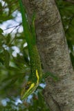 Cuban Knight Anole Lizard stock photos Cuban Knight Anole Lizard stock photos