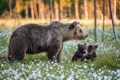 Cubs αυτή-αρκούδων και playfull αρκούδων Άσπρα λουλούδια στο έλος στο θερινό δάσος στοκ φωτογραφία με δικαίωμα ελεύθερης χρήσης Cubs αυτή-αρκούδων και playfull αρκούδων Άσπρα λουλούδια στο έλος στο θερινό δάσος στοκ φωτογραφία με δικαίωμα ελεύθερης χρήσης