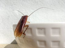 Cucaracha ascendente cercana en el borde del cuenco blanco imagen de archivo Cucaracha ascendente cercana en el borde del cuenco blanco imagen de archivo
