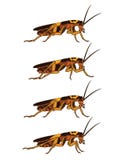 Cucaracha que camina Sprite stock de ilustración Cucaracha que camina Sprite stock de ilustración