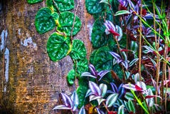 Cucarachainstallatie met wijnstokken op Costa Rican-de boomstam van de regenwoudboom royalty-vrije stock fotografie Cucarachainstallatie met wijnstokken op Costa Rican-de boomstam van de regenwoudboom royalty-vrije stock fotografie