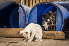 Cuccioli siberiani dei pastori dentro un rifugiato in un canile fotografia stock libera da diritti Cuccioli siberiani dei pastori dentro un rifugiato in un canile fotografia stock libera da diritti